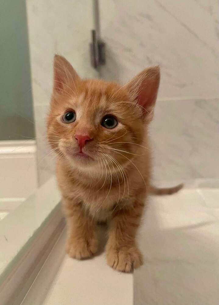 Mac, a Adoptable Domestic Short Hair in Chicago, IL image 6/6