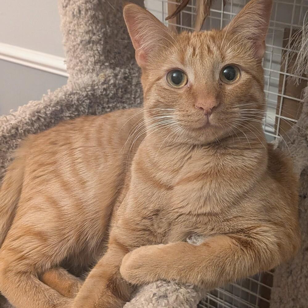 Enlarge Mac, a Adoptable Domestic Short Hair in Chicago, IL image 6/6