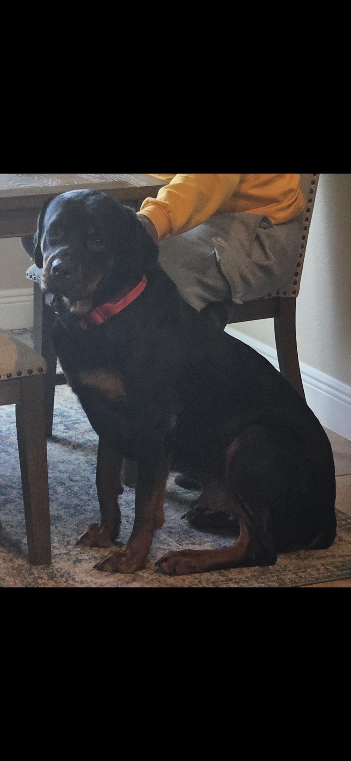 Chance, Young Male Rottweiler