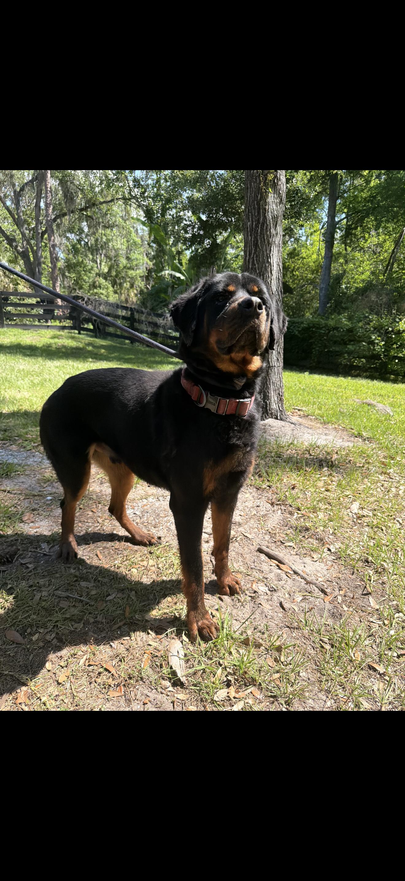Chance, a Adoptable Rottweiler in Oviedo, FL image 3/4