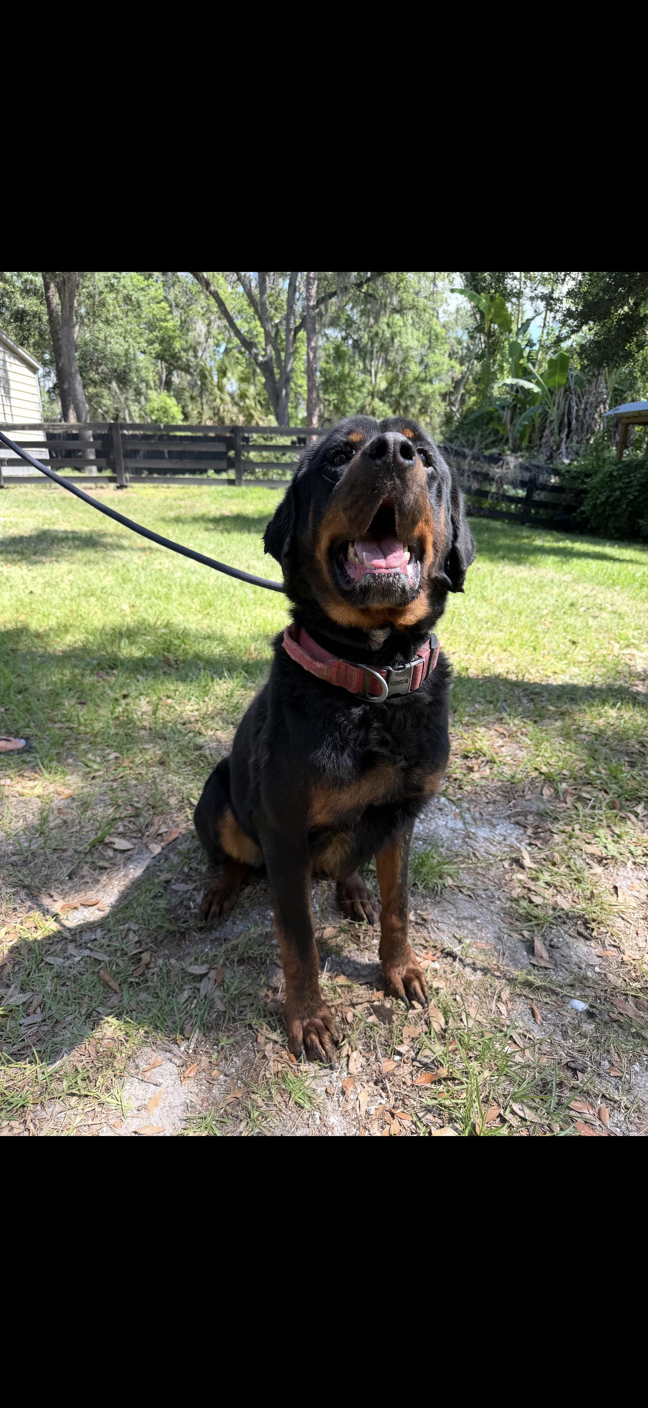 Chance, a Adoptable Rottweiler in Oviedo, FL image 2/4