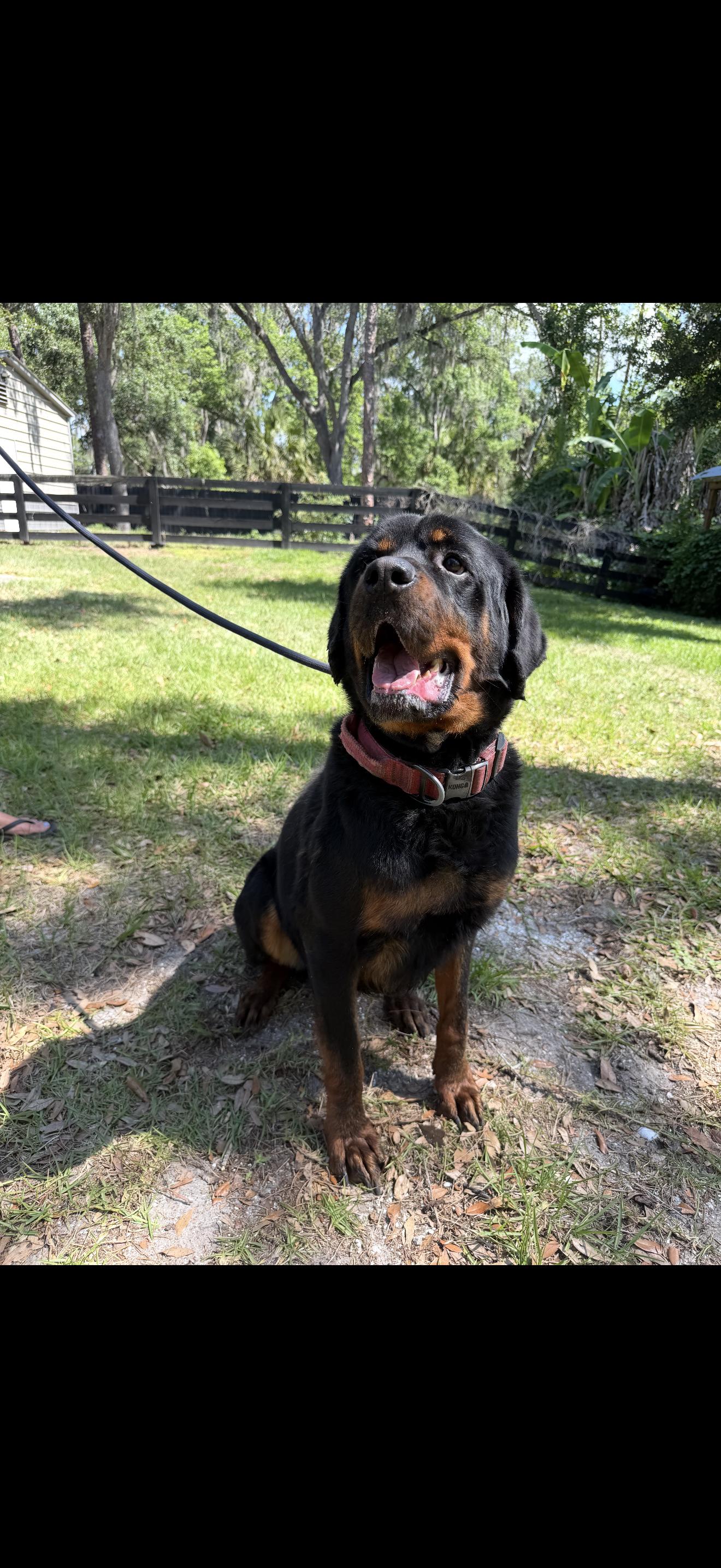 Chance, Adoptable, Young Male Rottweiler.