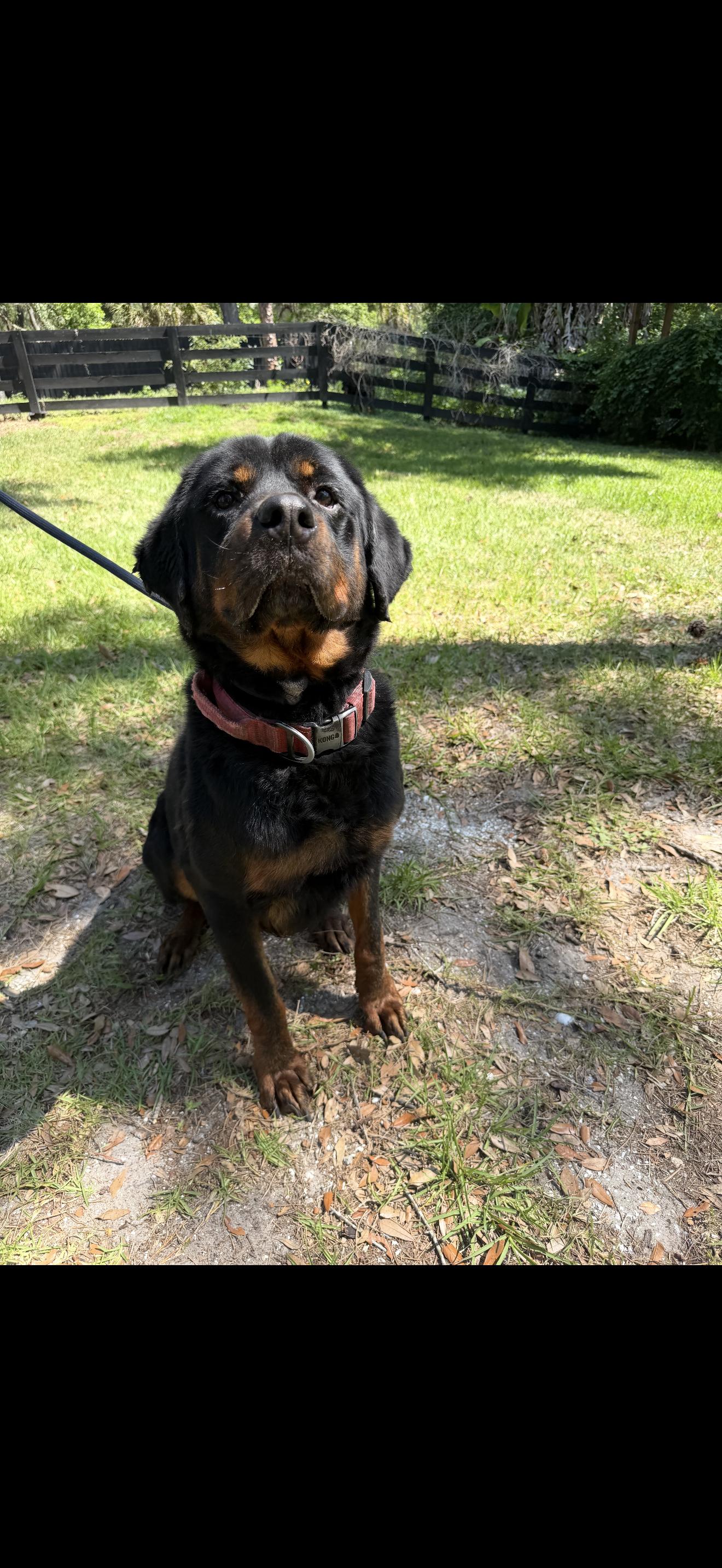 Chance, a Adoptable Rottweiler in Oviedo, FL image 4/4