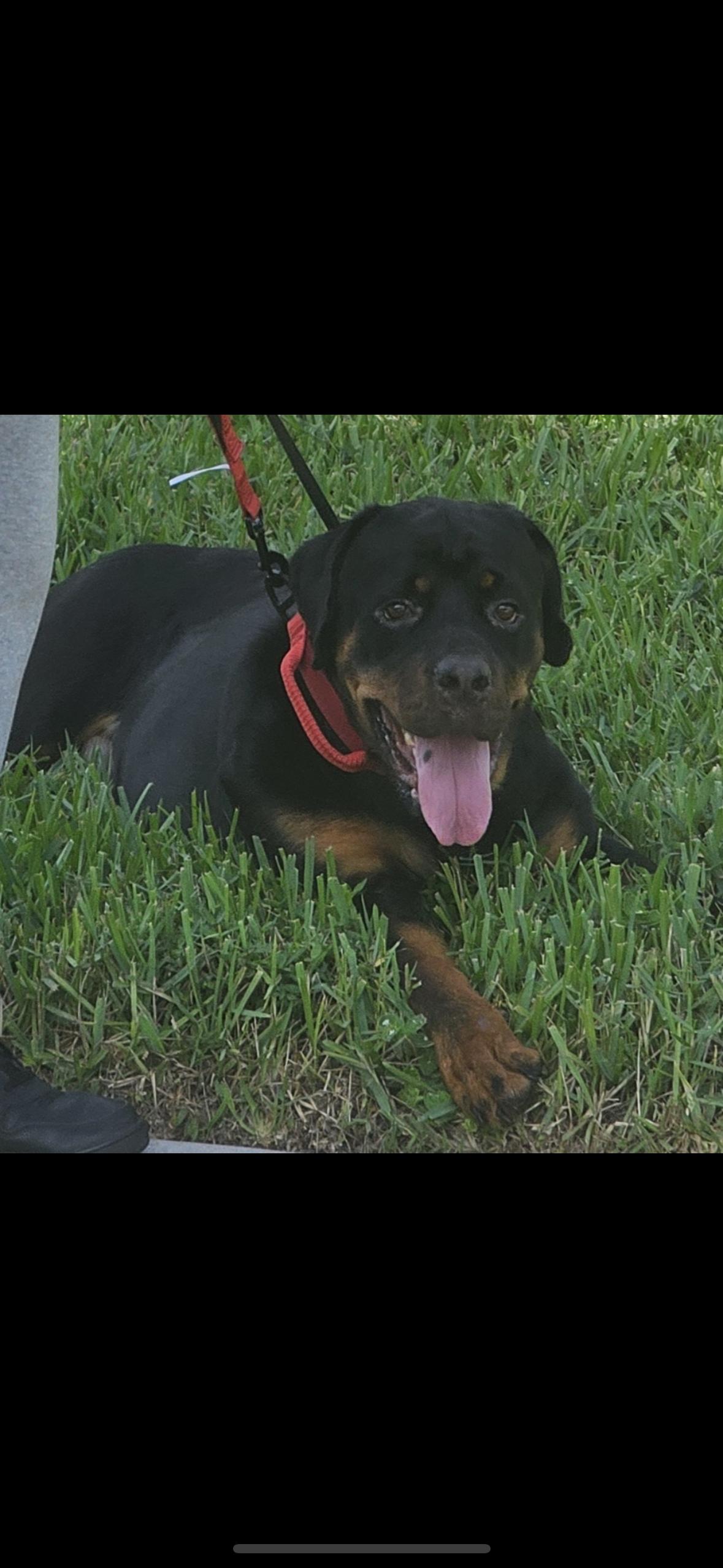Chance, a Adoptable Rottweiler in Oviedo, FL image 2/2