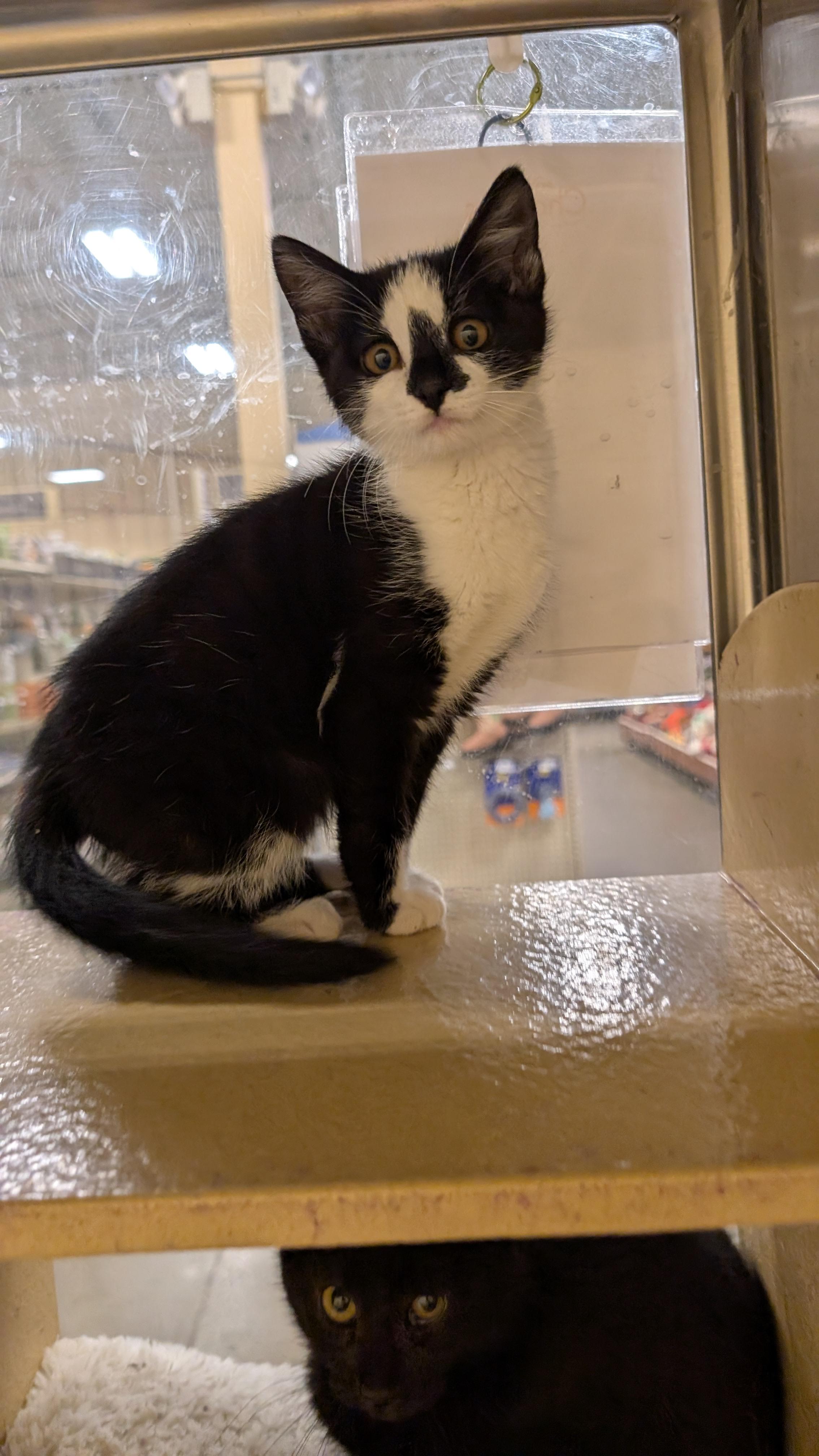 Harry, Adopted, Young Male Domestic Short Hair.