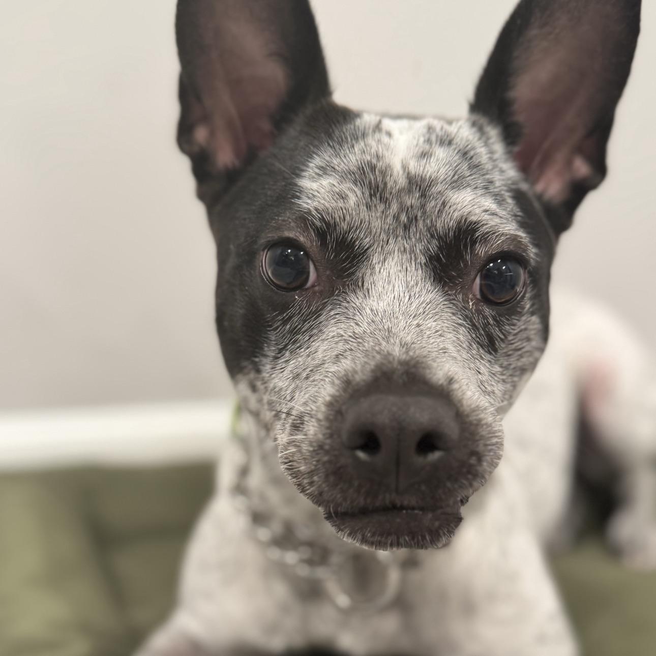 Enlarge Brisbane, a Adoptable mixed breed in Champaign, IL image 6/6