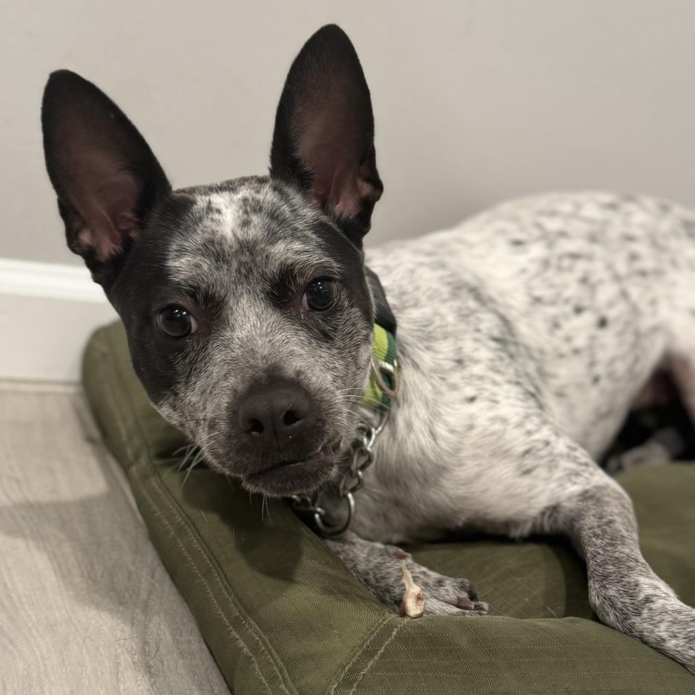 Enlarge Brisbane, a Adoptable mixed breed in Champaign, IL image 1/6