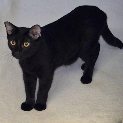 Enlarge Jasper, a Adoptable mixed breed in San Diego, CA image 1/3