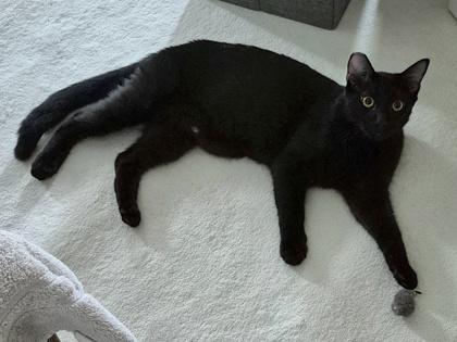 Enlarge Jasper, a Adoptable mixed breed in San Diego, CA image 2/3