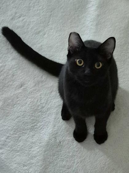 Enlarge Jasper, a Adoptable mixed breed in San Diego, CA image 3/3