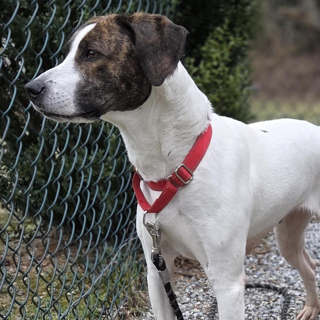 Enlarge Blu, a Adoptable mixed breed in Pittsford, VT image 1/2