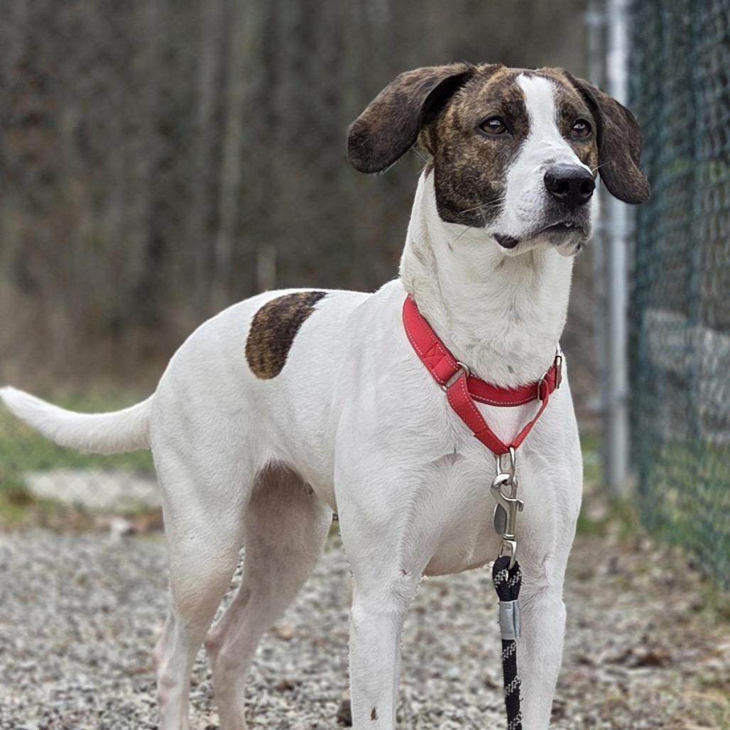 Enlarge Blu, a Adoptable mixed breed in Pittsford, VT image 2/2