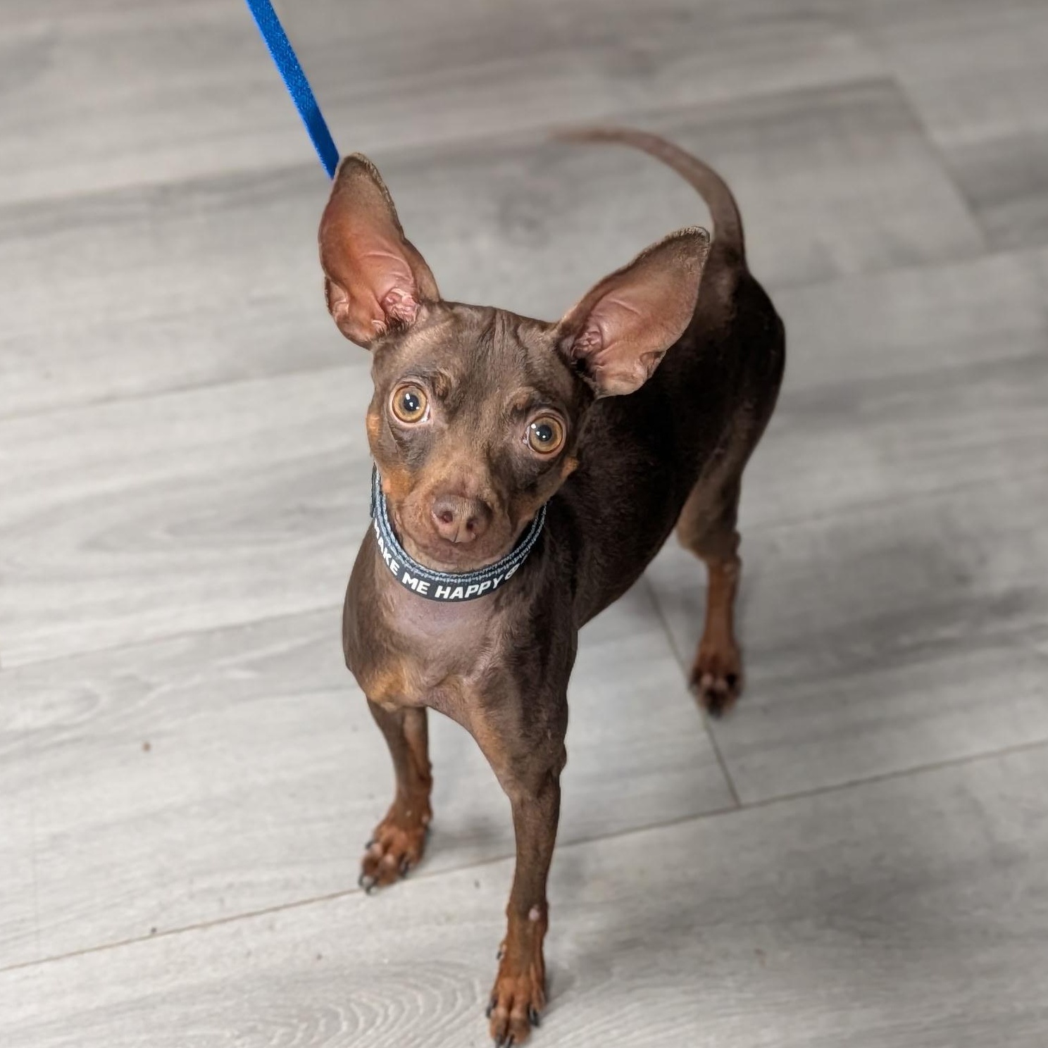 DOBBY, an adopted mixed breed in Staten Island, NY image 1/4