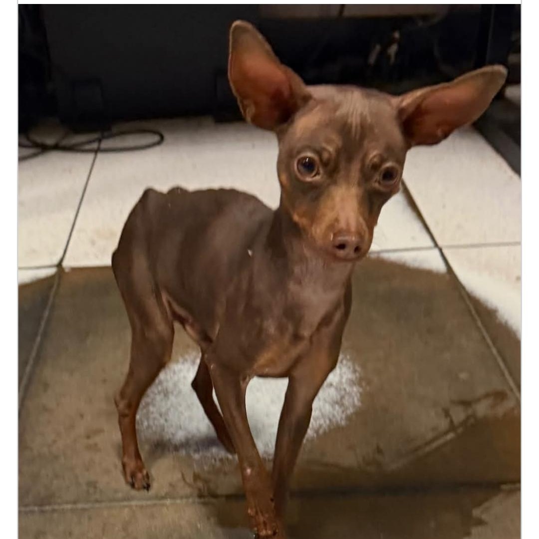 DOBBY, an adopted mixed breed in Staten Island, NY image 3/4