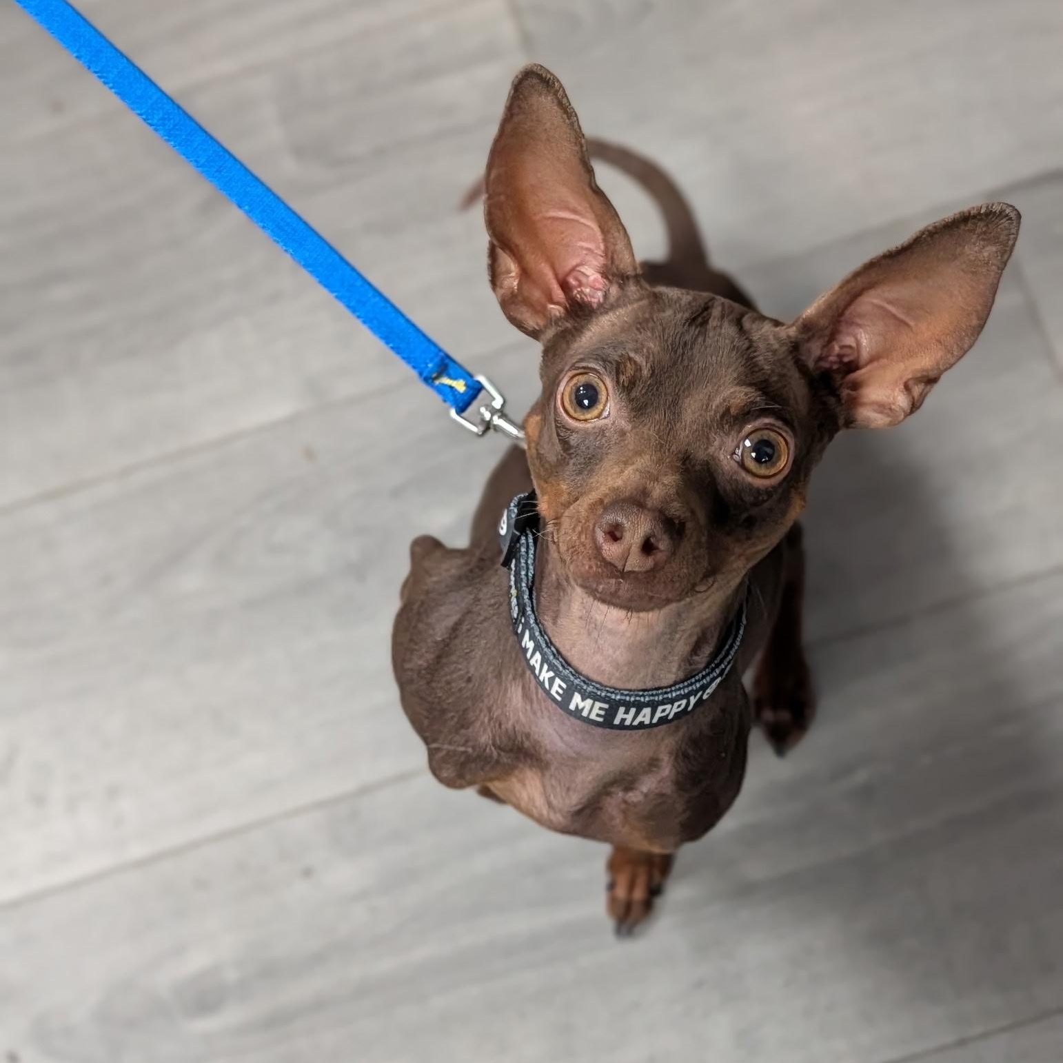 DOBBY, an adopted mixed breed in Staten Island, NY image 4/4