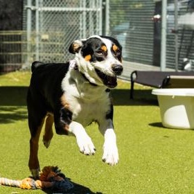Xena, a ADOPTABLE Australian Cattle Dog / Blue Heeler in Santa Cruz, CA image 6/6
