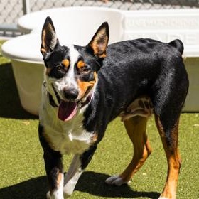 Xena, a ADOPTABLE Australian Cattle Dog / Blue Heeler in Santa Cruz, CA image 4/6