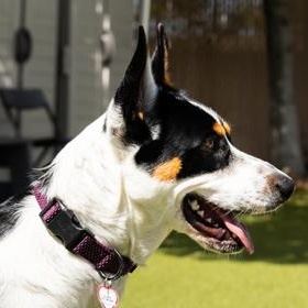 Xena, a ADOPTABLE Australian Cattle Dog / Blue Heeler in Santa Cruz, CA image 3/6