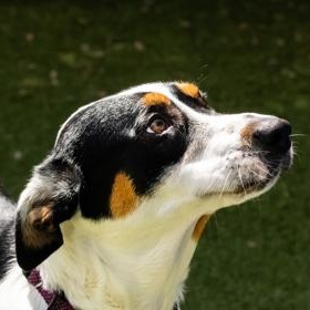 Xena, a ADOPTABLE Australian Cattle Dog / Blue Heeler in Santa Cruz, CA image 5/6
