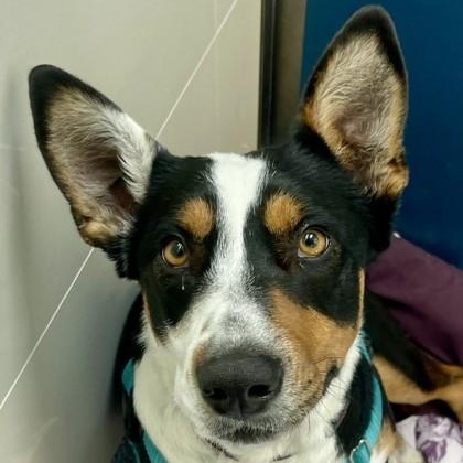 Xena, a ADOPTABLE Australian Cattle Dog / Blue Heeler in Santa Cruz, CA image 2/6