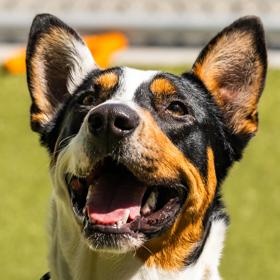 Xena, ADOPTABLE, Adult Female Australian Cattle Dog / Blue Heeler.