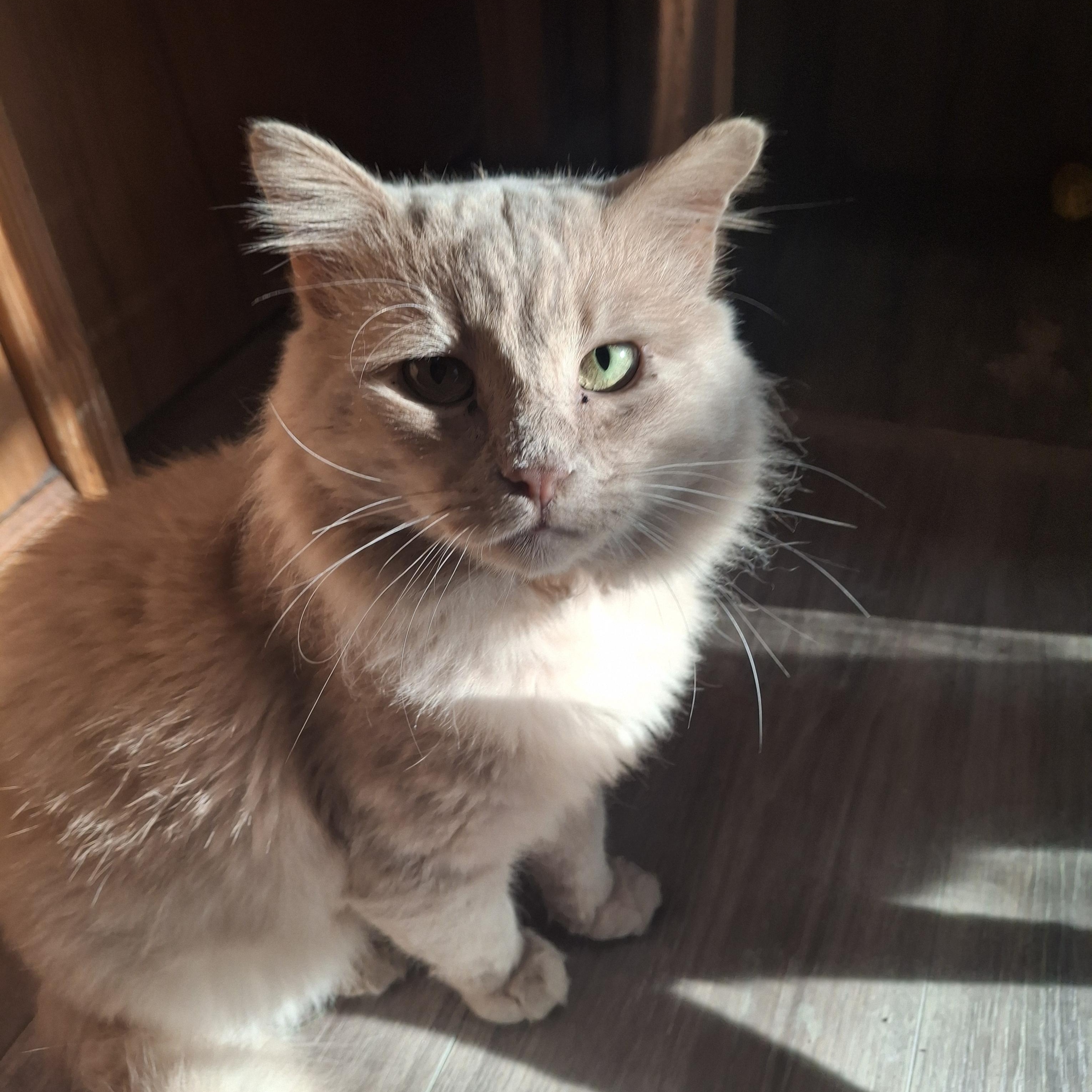 Churro, an adopted Domestic Long Hair in Lawrenceville, GA image 1/2