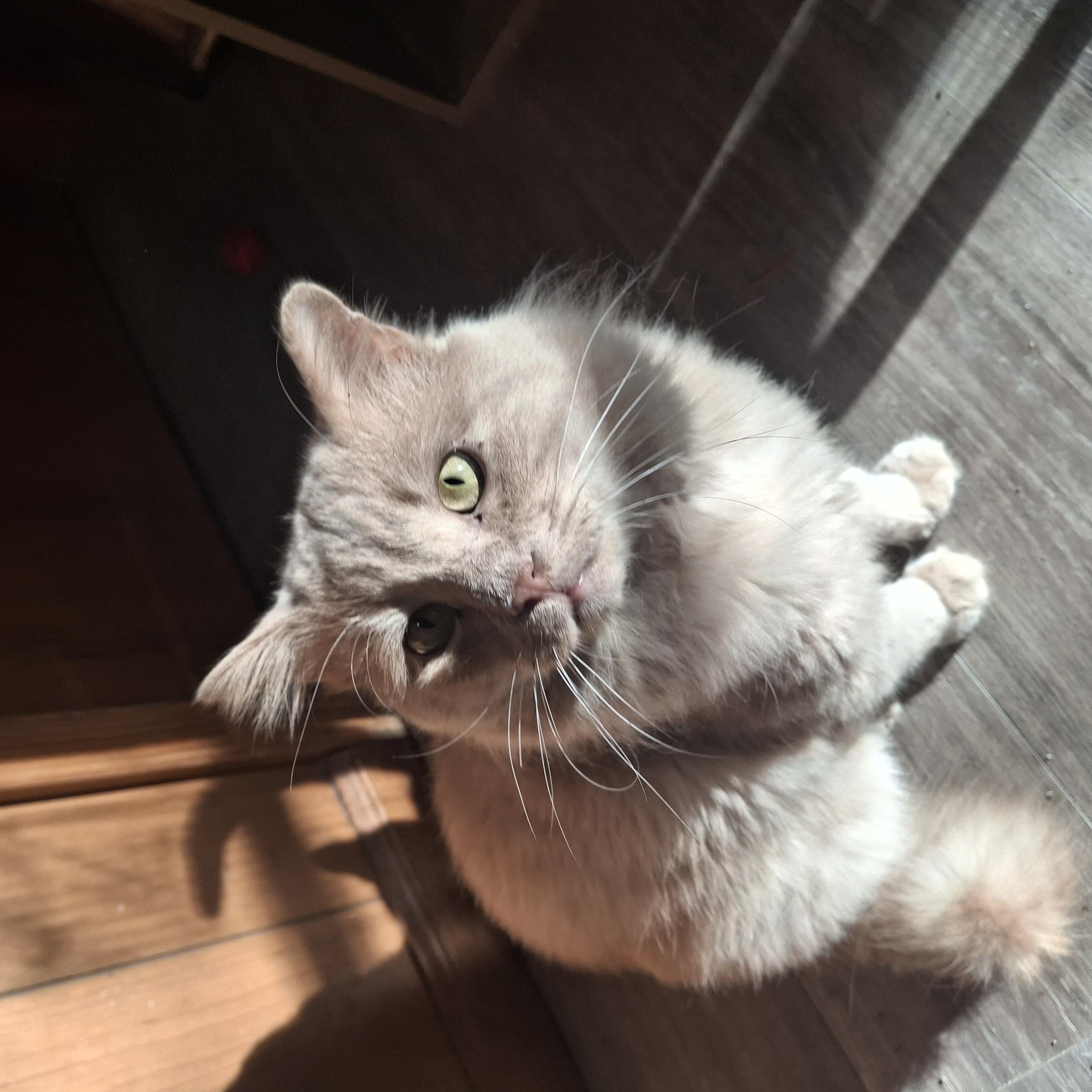 Churro, an adopted Domestic Long Hair in Lawrenceville, GA image 2/2