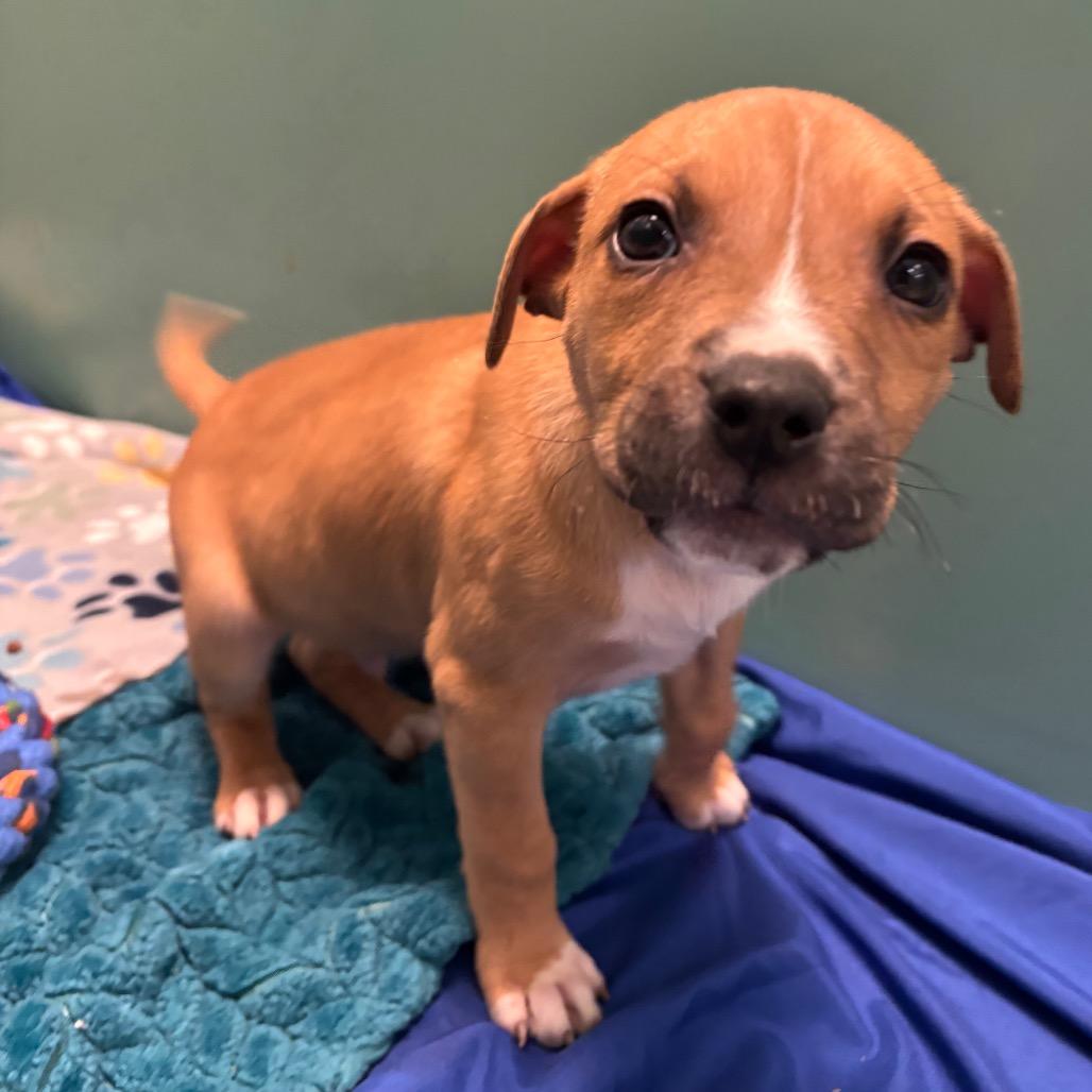 Enlarge Baha Blast, a Adoptable Mixed Breed in Washington Township, OH image 1/2