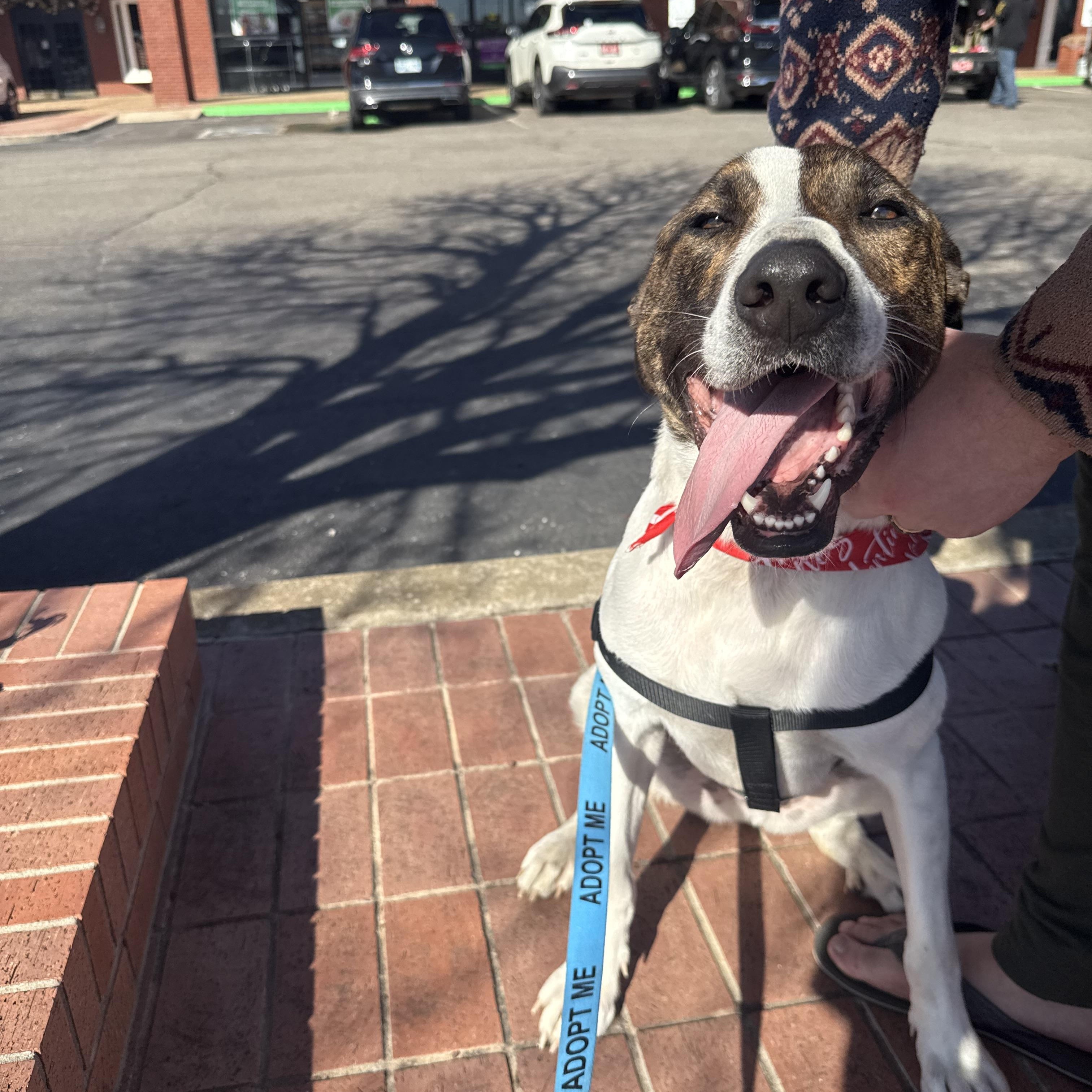 Enlarge Ollie, a ADOPTABLE mixed breed in Choctaw, OK image 4/4