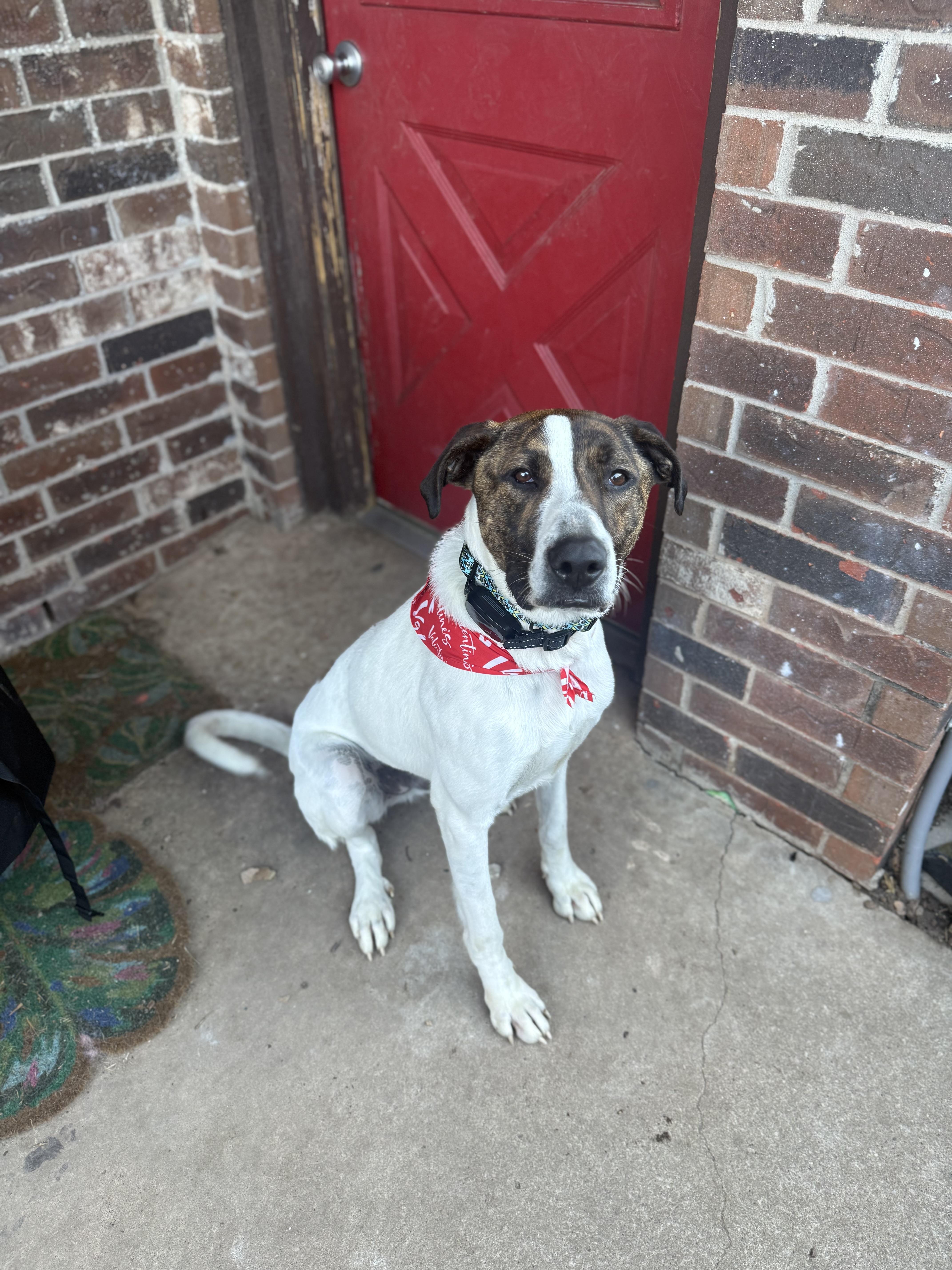 Enlarge Ollie, a ADOPTABLE mixed breed in Choctaw, OK image 3/4