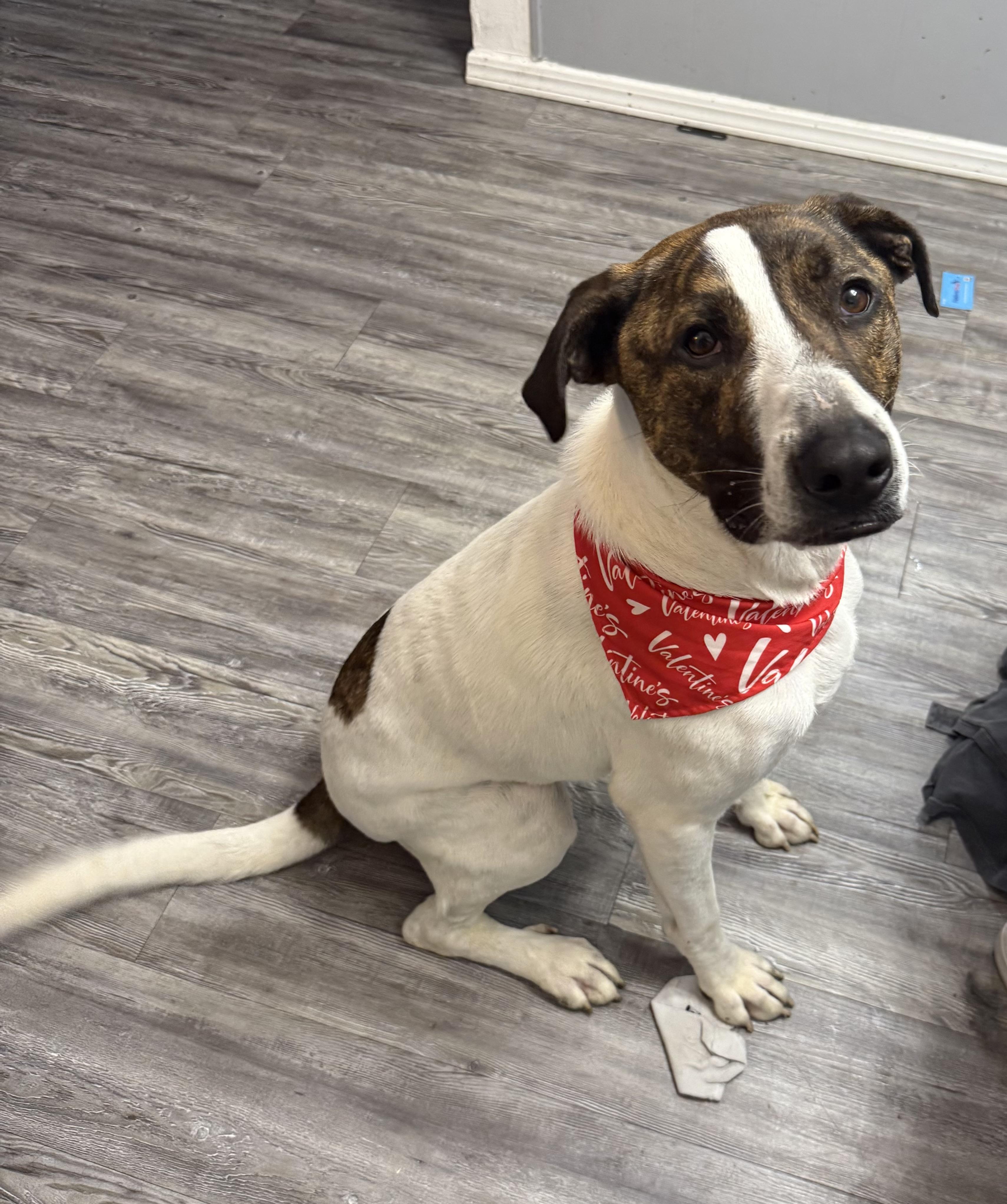 Enlarge Ollie, a ADOPTABLE mixed breed in Choctaw, OK image 2/4