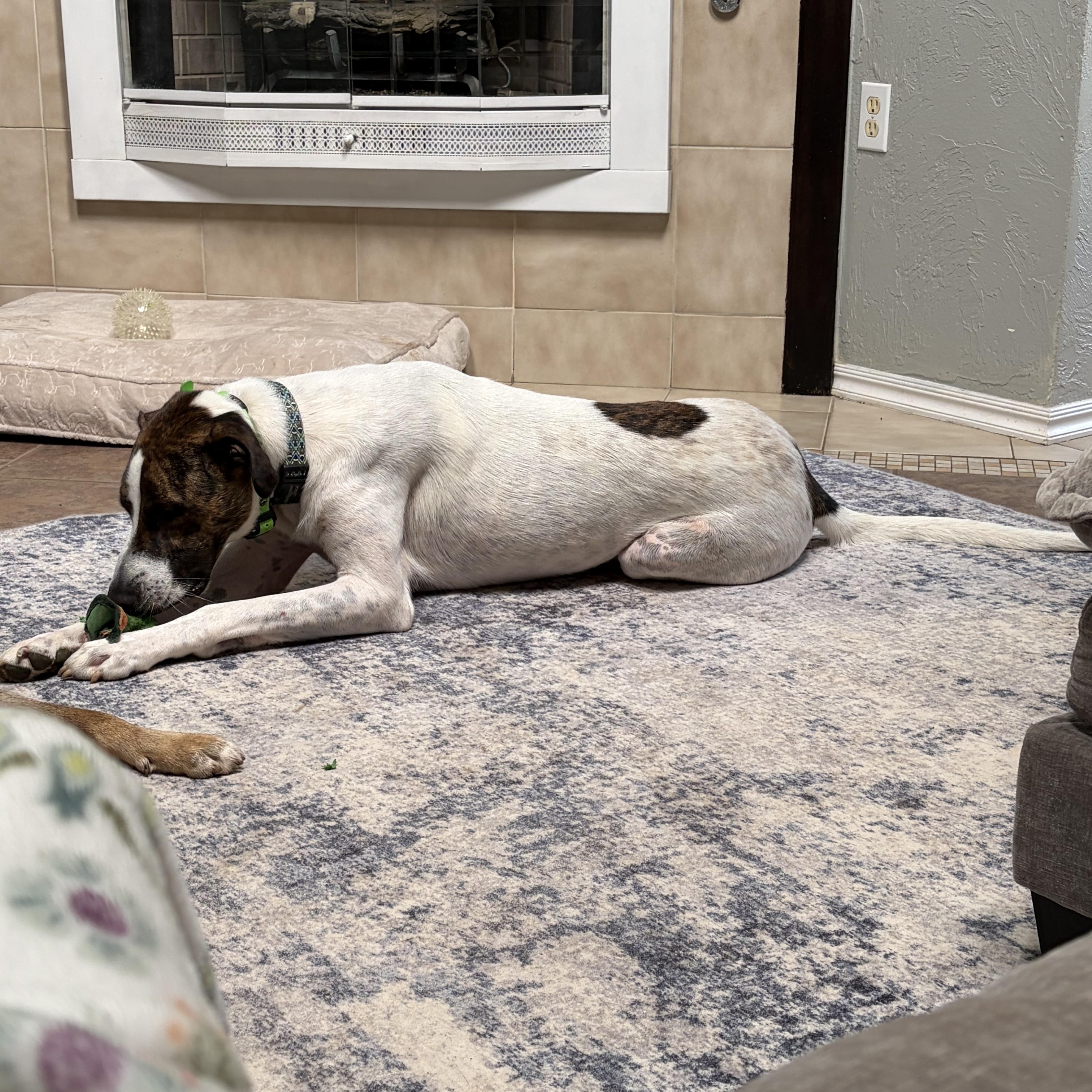 Ollie, a ADOPTABLE mixed breed in Choctaw, OK image 3/6