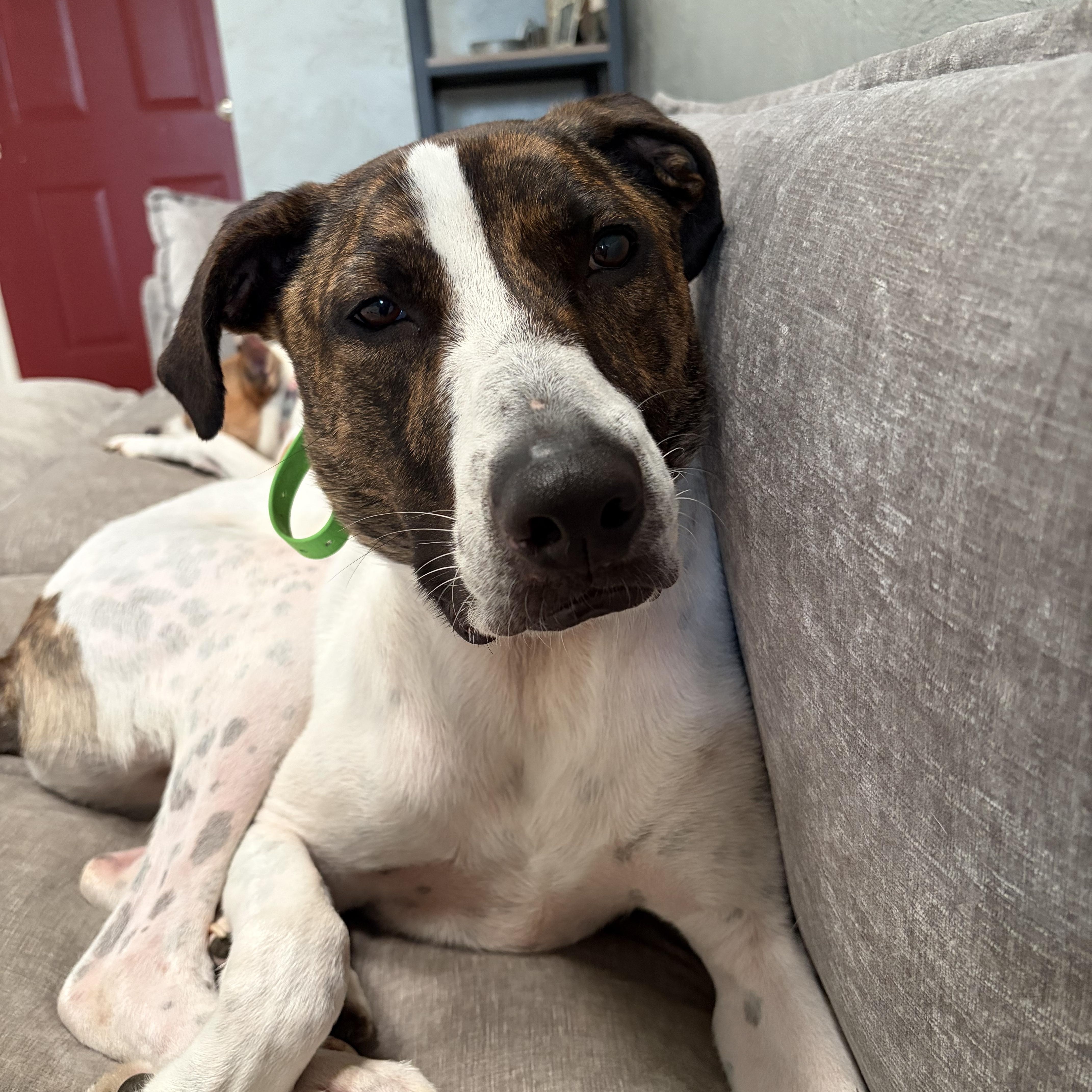 Ollie, a ADOPTABLE mixed breed in Choctaw, OK image 5/6