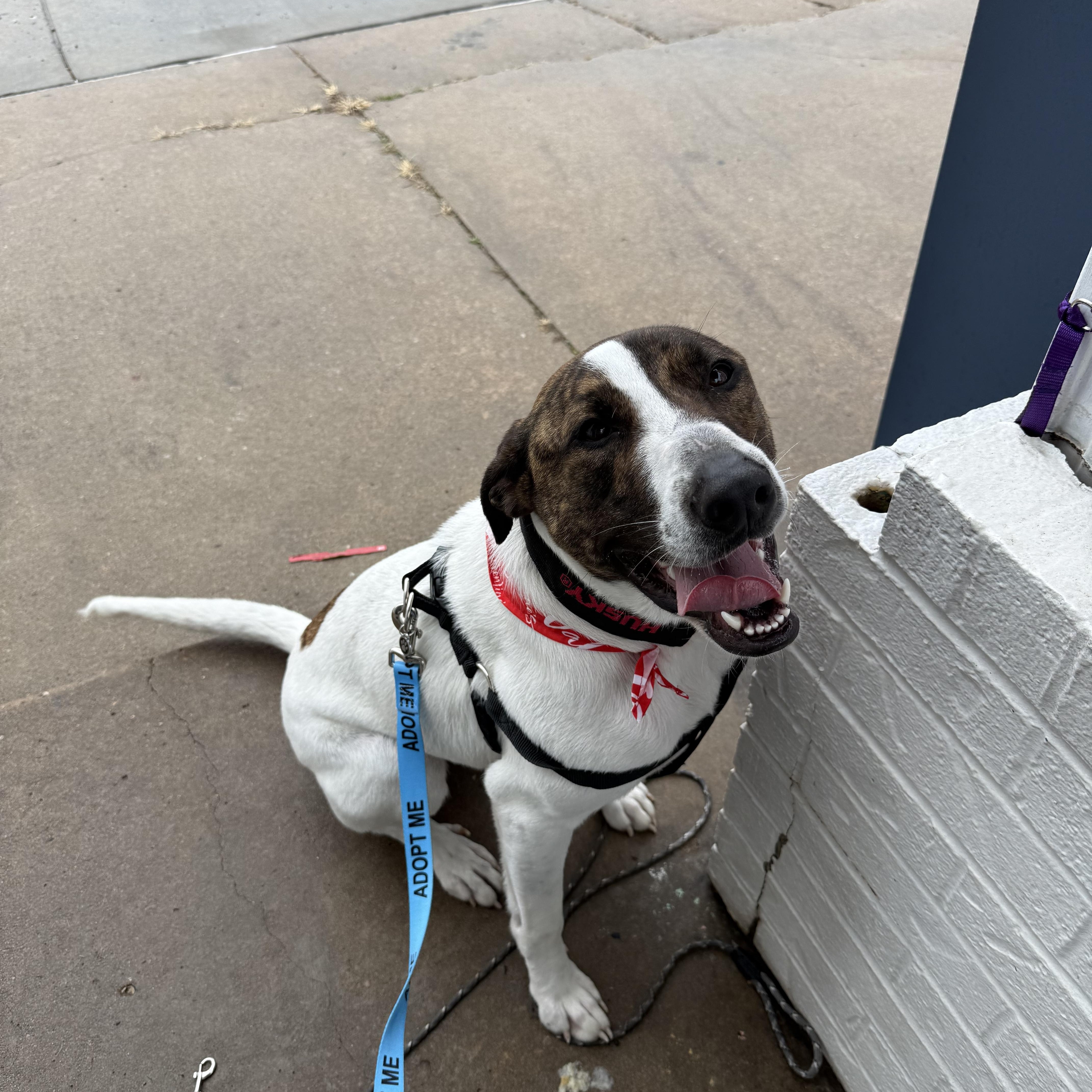 Ollie, ADOPTABLE, Young Male Shepherd & Anatolian Shepherd.