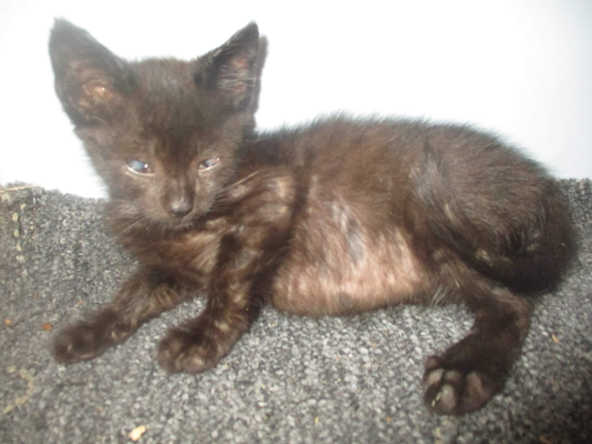 Reader - the superlative kitten comedian who forgets she's showing her tongue! photo 5