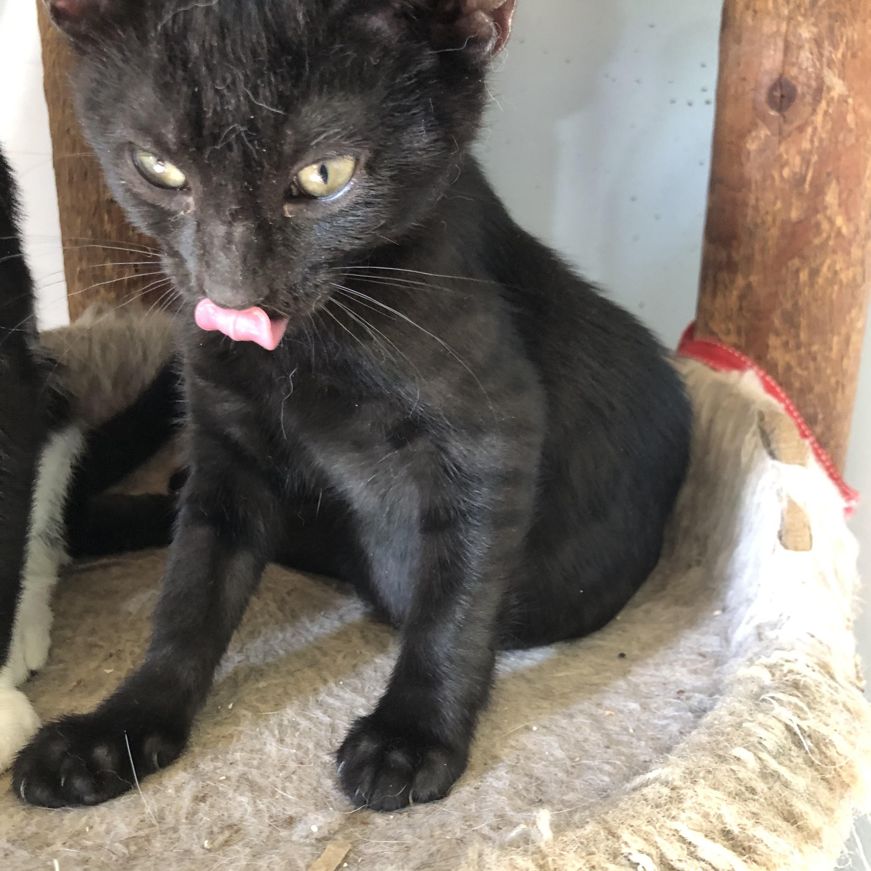 Reader - the superlative kitten comedian who forgets she's showing her tongue! photo 3
