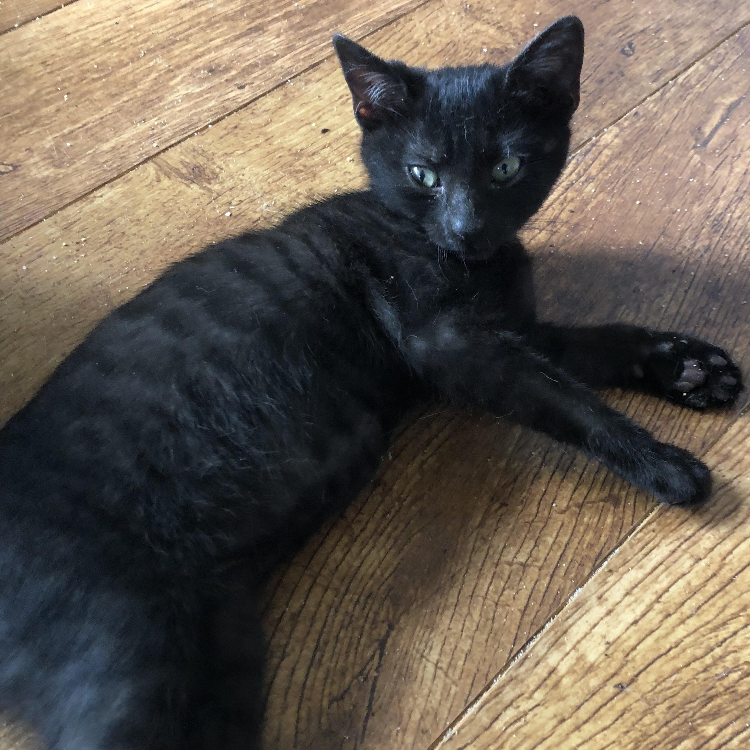 Reader - the superlative kitten comedian who forgets she's showing her tongue!, Baby Female unknown