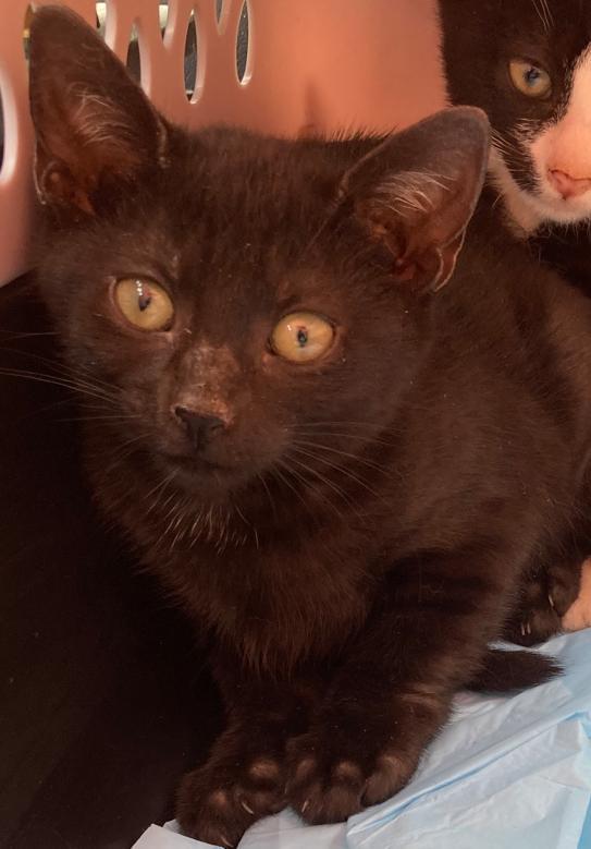 Reader - the superlative kitten comedian who forgets she's showing her tongue! photo 4