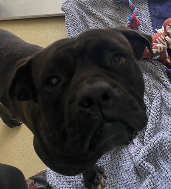 Priscillo, Adoptable, Adult Male Mastiff.