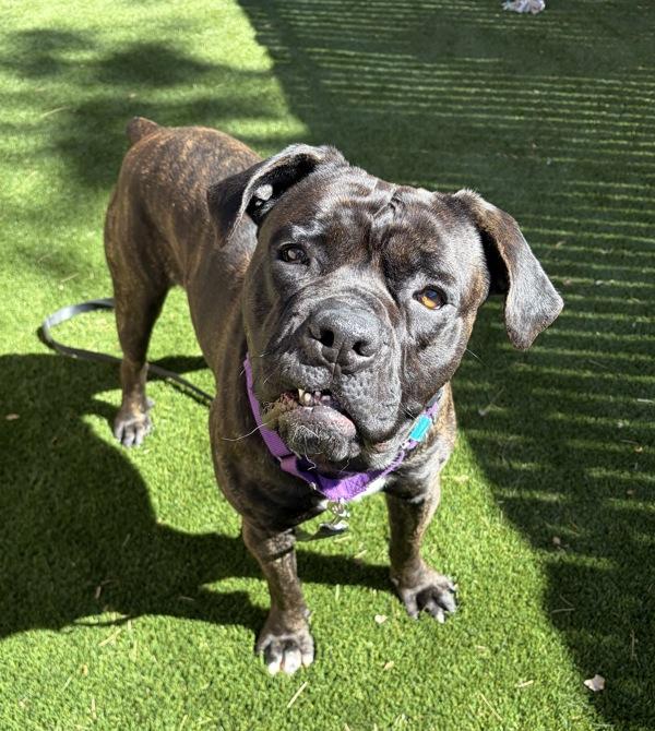 Enlarge Priscillo, a Adoptable mixed breed in Escondido, CA image 2/3