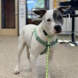 Chance, ADOPTABLE, Young • Male, American Staffordshire Terrier & Mixed Breed.