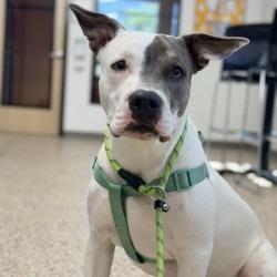 Enlarge Chance, a Adoptable mixed breed in Bullhead City, AZ image 2/2