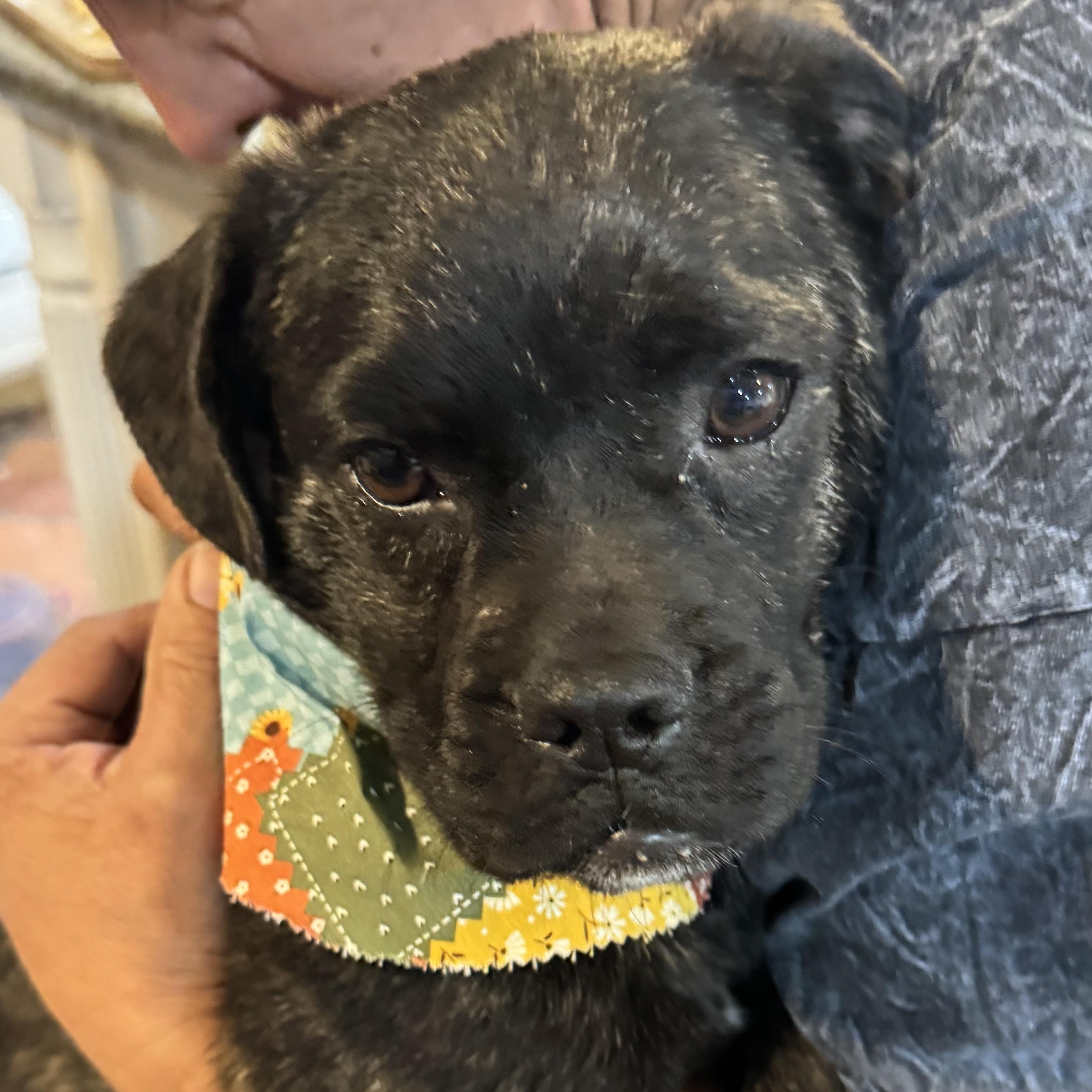 Mr. Sweetie Ollie, adopted, Young Male Pug & Terrier.