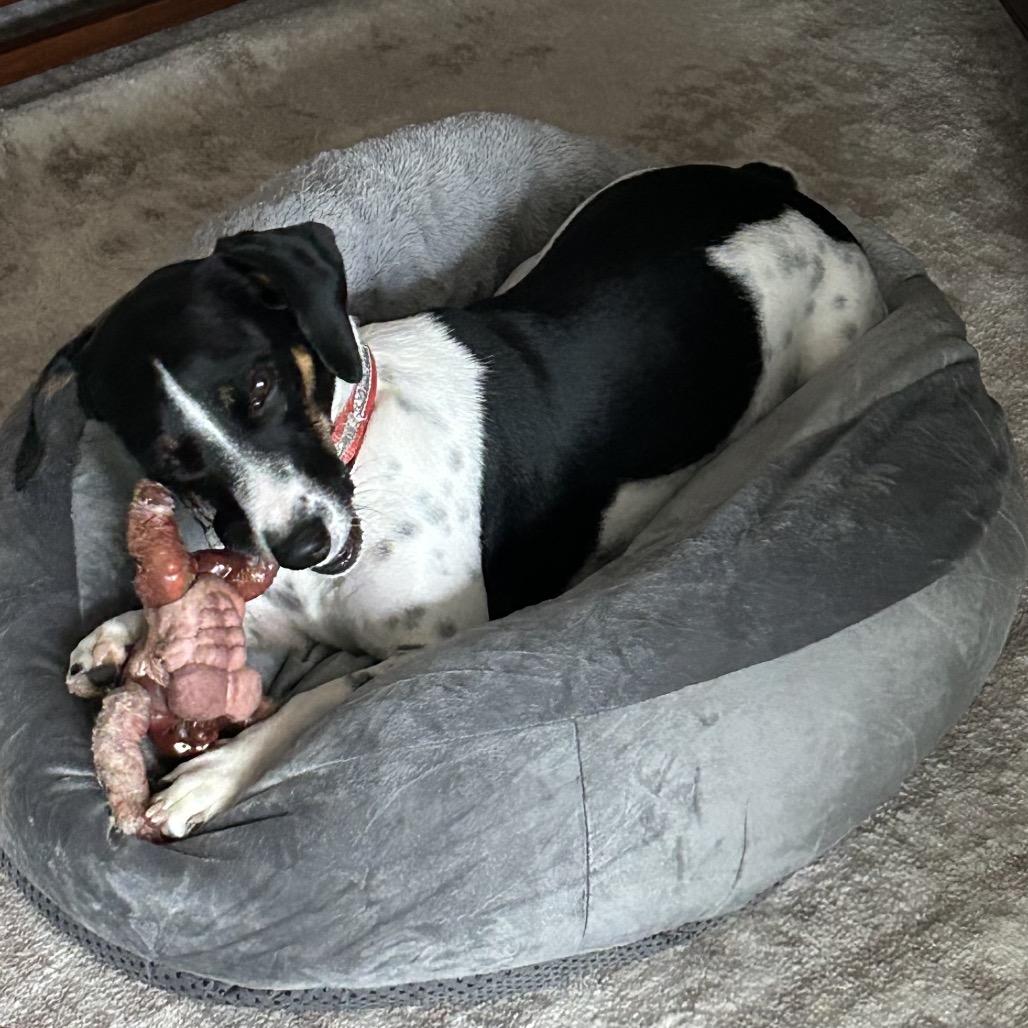 Enlarge Luna, a Adoptable Mixed Breed in Aberdeen, NC image 2/6