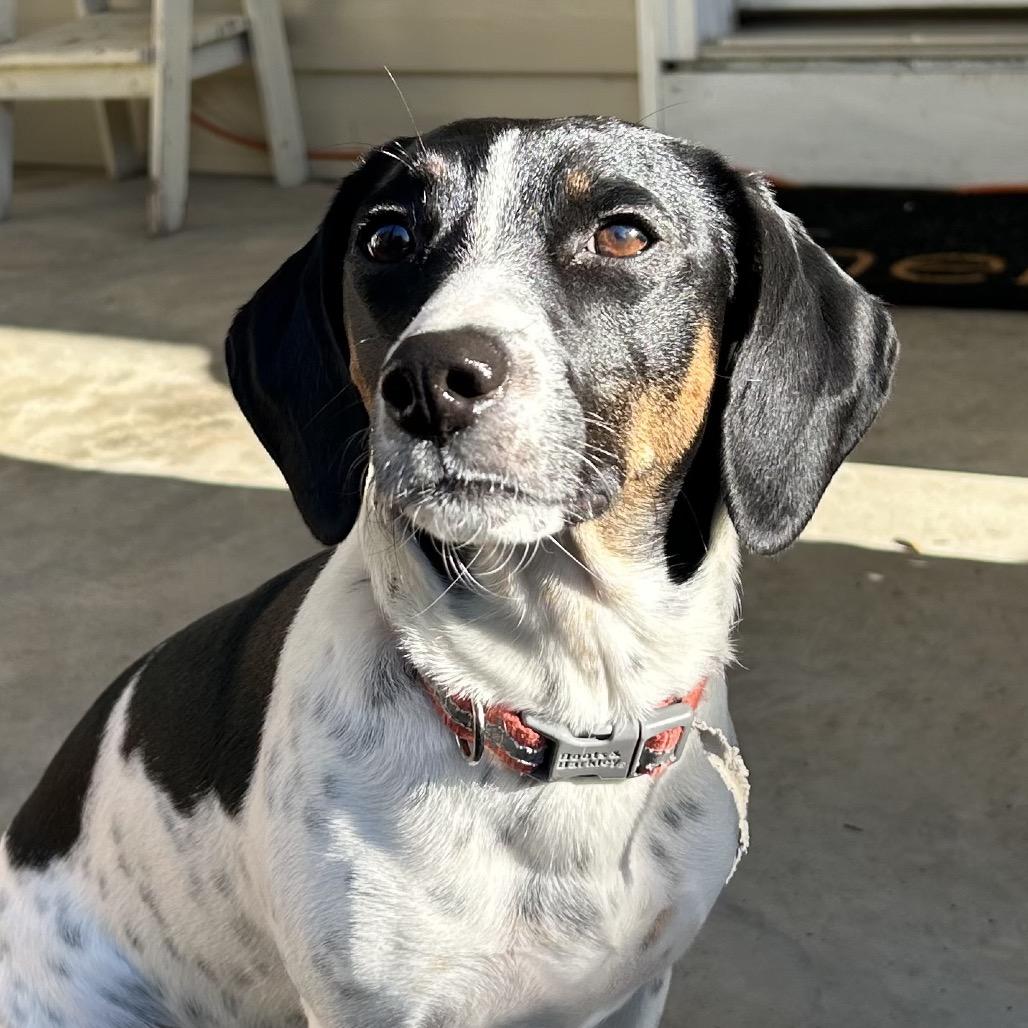 Luna, Adoptable, Adult Female Mixed Breed.