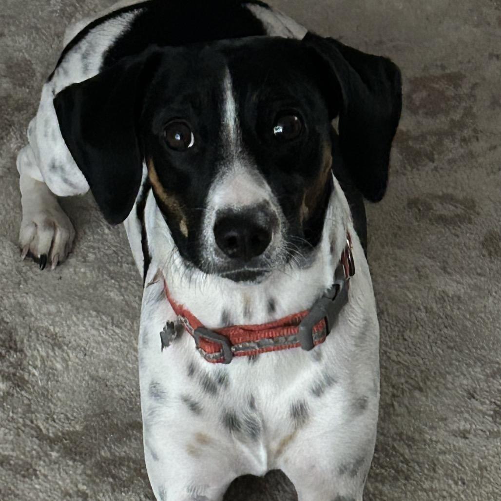 Enlarge Luna, a Adoptable Mixed Breed in Aberdeen, NC image 3/6