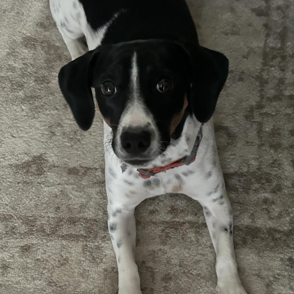 Enlarge Luna, a Adoptable Mixed Breed in Aberdeen, NC image 5/6