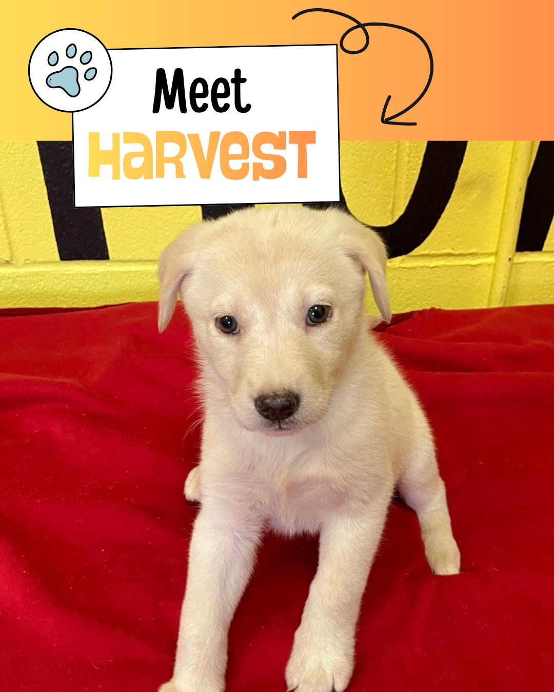 Enlarge Harvest, an adopted mixed breed in Sulphur, KY image 1/3