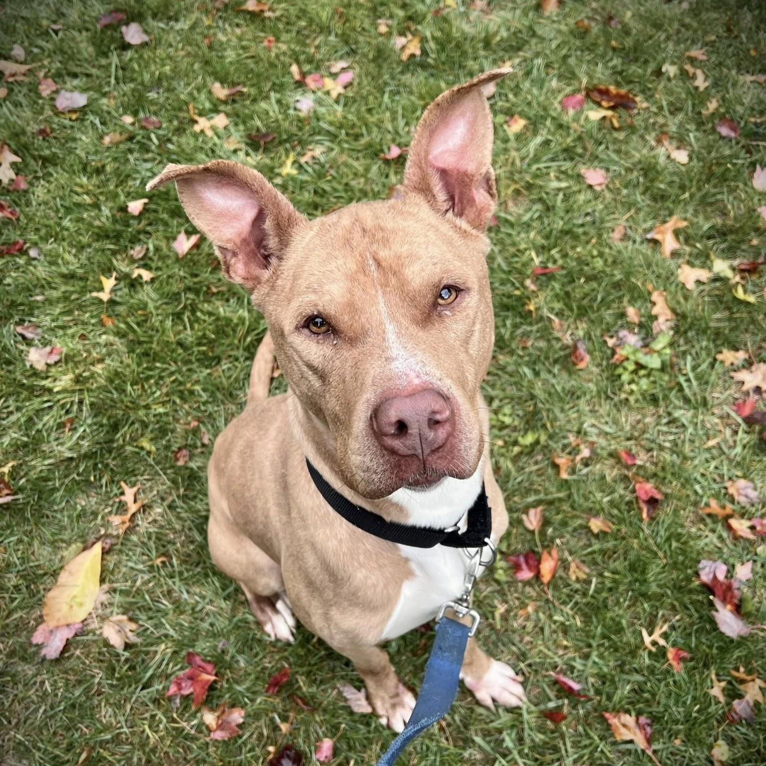 Ozzy, Adoptable, Adult Male Pit Bull Terrier.