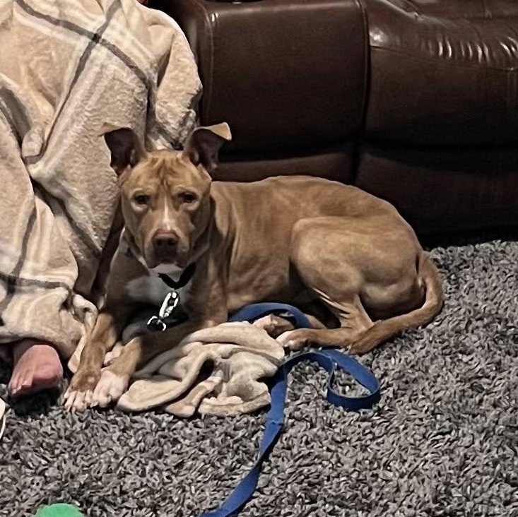 Enlarge Ozzy, a Adoptable mixed breed in Grafton, OH image 2/5